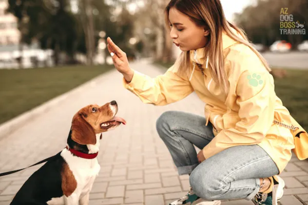 Owner practicing a sit with her beagle