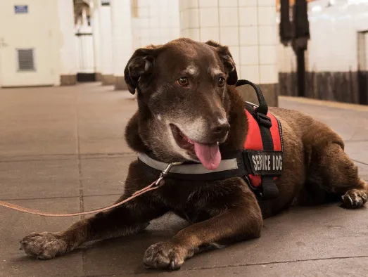 Service dog in a red vest lying calmly on a station platform