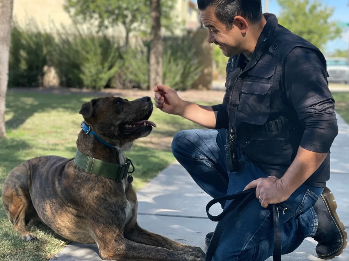 AZ Dog Boss trainer kneeling on a path, rewarding a brindle dog lying in a down